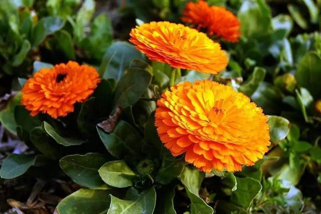 农村小本养殖创业项目大全,项目致富