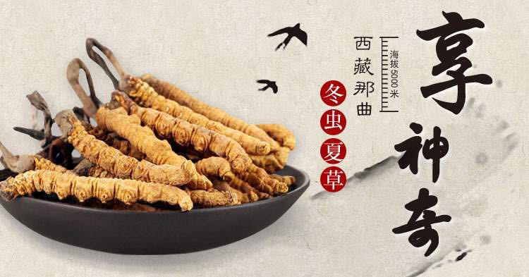 冬虫夏草补肾,冬虫夏草补肾益肺功效