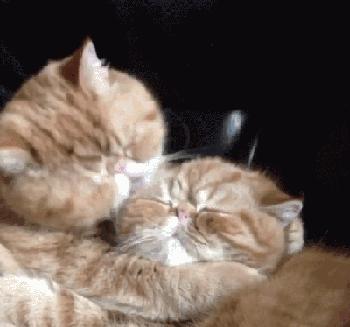 我真的不是想骗你们养猫