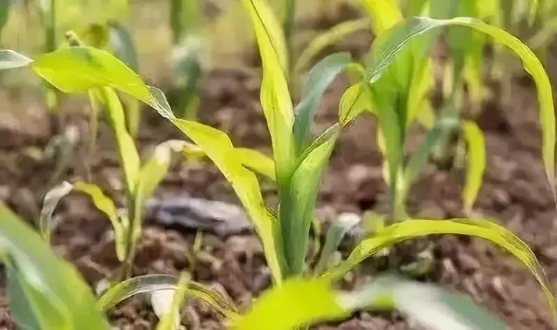 玉米暴雨后管理技术,玉米播种下暴雨不出苗