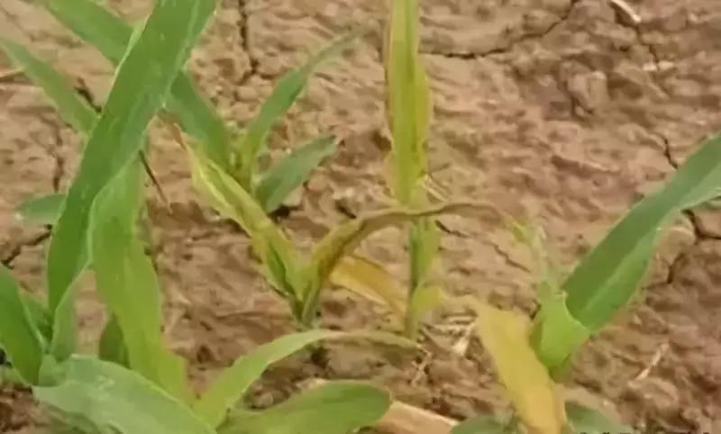 玉米暴雨后管理技术,玉米播种下暴雨不出苗