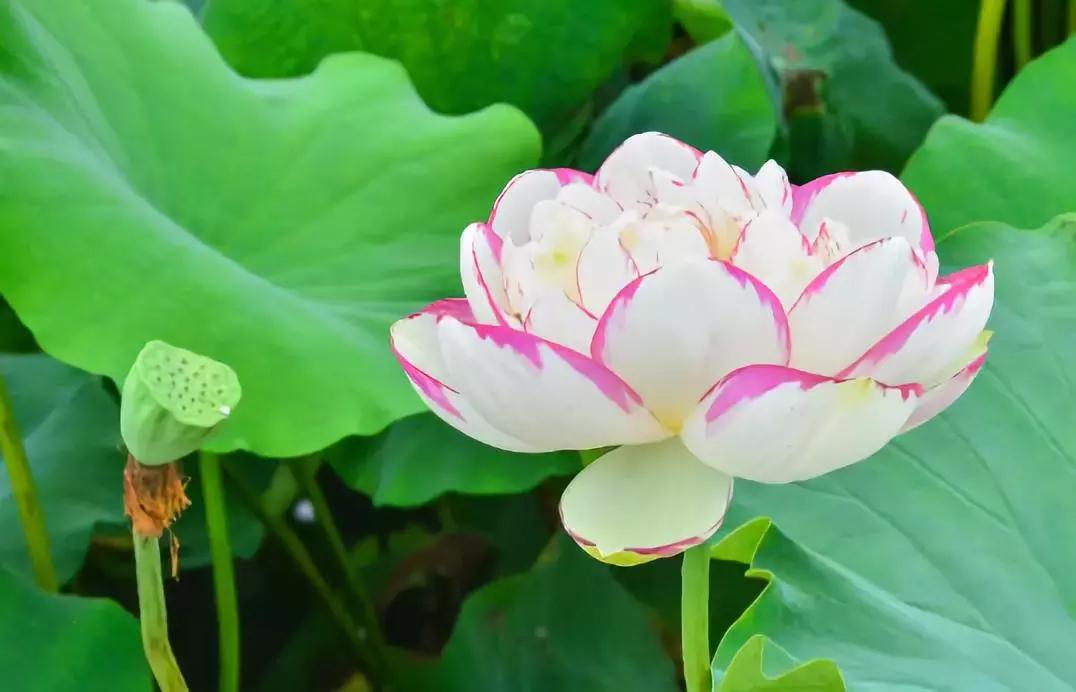 浙江一片夏季花海，带你在炎炎夏日赏花、美拍尽享自然清凉~