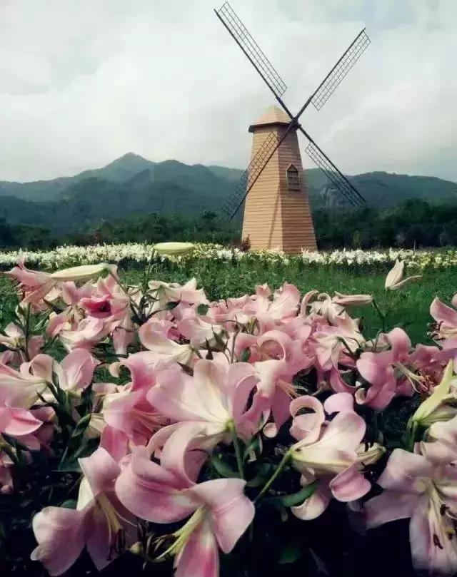 浙江一片夏季花海，带你在炎炎夏日赏花、美拍尽享自然清凉~