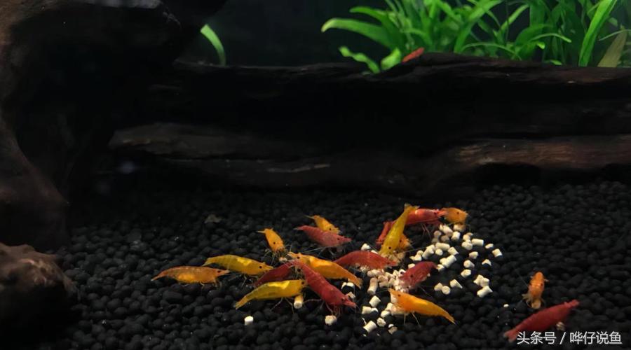 和观赏鱼混养的观赏虾推荐,和热带观赏鱼一块养观赏虾