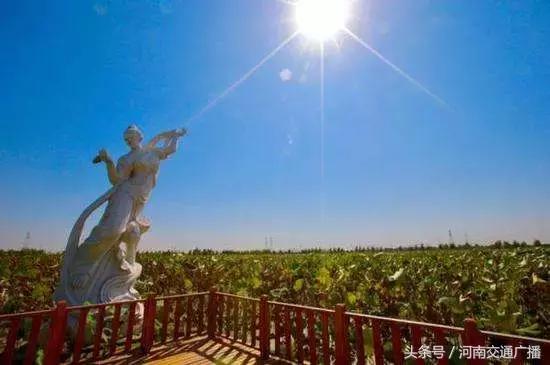 郑州哪里可以入夏赏荷,郑州最佳赏荷地来了