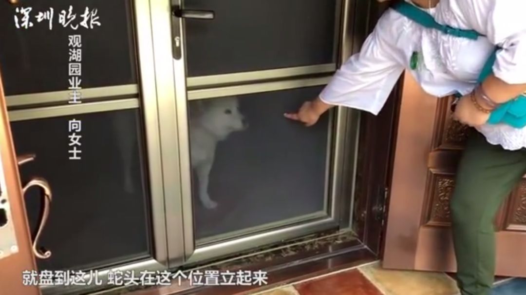 自家别墅花园有蛇什么原因,深圳一别墅区惊现蛇出没