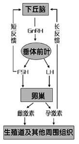 单方孕激素,强效孕激素