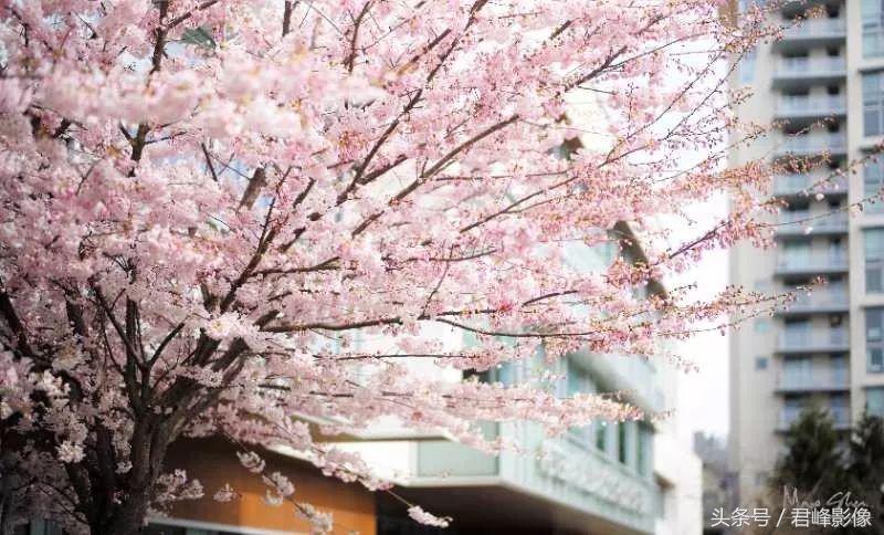 徕卡德味取决于镜头还是机身,徕卡德味