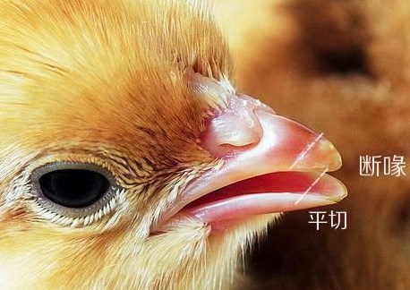 土鸡断喙,鸡为什么要割皮