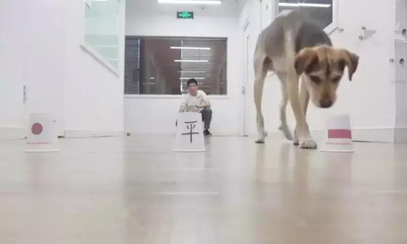 狗狗预测世界杯,宠物预测世界杯韩国vs乌拉圭