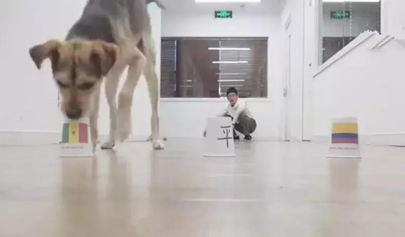 狗狗预测世界杯,宠物预测世界杯韩国vs乌拉圭