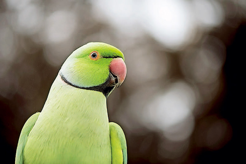 单反入门相机推荐,入门数码单反相机
