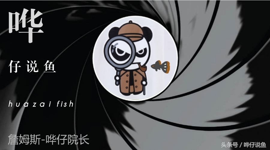 奇葩的养鱼法,如何养宠物鱼才是正确的方法