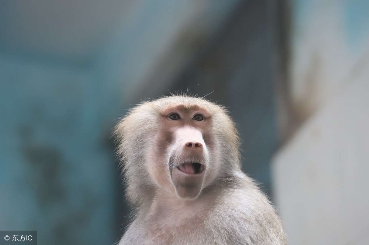 7月属猴的容易孤独终老,属猴人七月份的财运如何