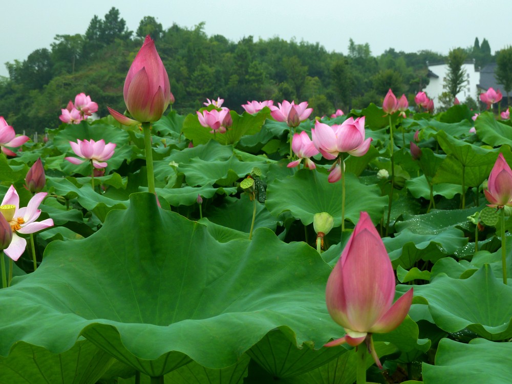 夏日赏月赏夜，不如赏花荷，这里“十里荷花一个村”