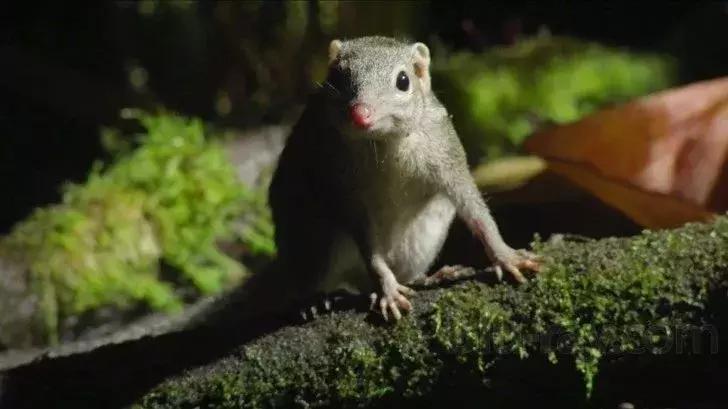 探索自然的纪录片推荐,七部神级自然纪录片你看过几部