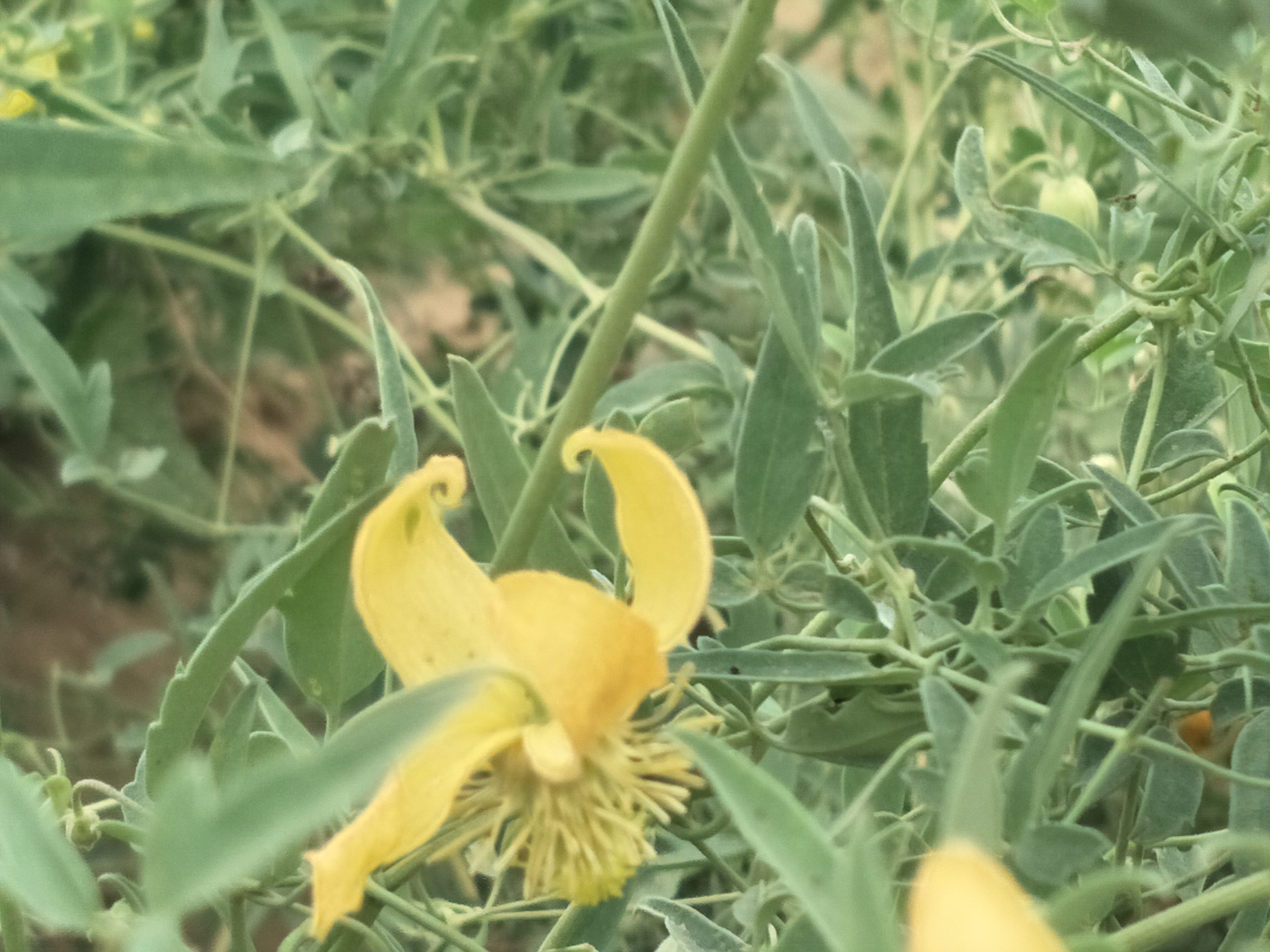 “诗经”读书笔记之“桃夭”文/锦梦素心（陌上公子）