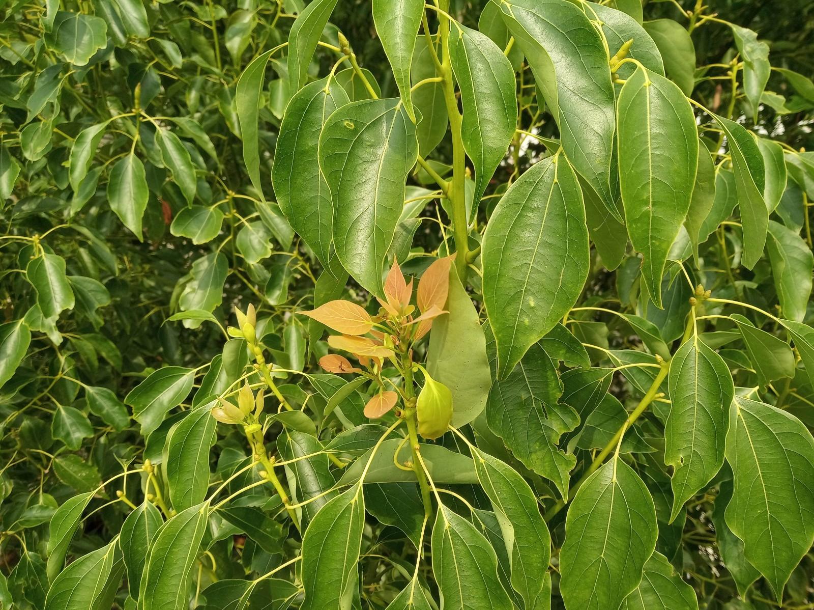 红米6pro值得买吗,红米6pro测评发布会