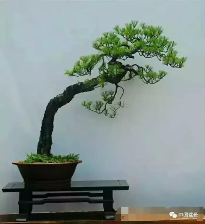 盆景欣赏一枝一叶,一组双杆盆景作品欣赏