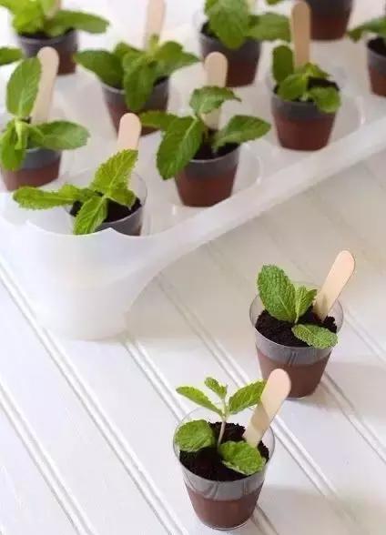 闲时种花草,夏天种几盆薄荷