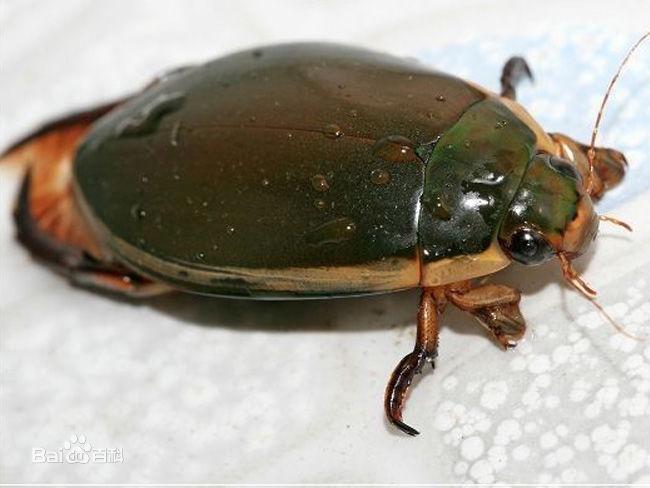 家养金鱼得病喂什么药,鱼缸养鱼鱼病症状