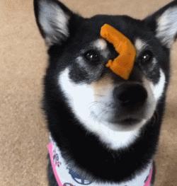 训练狗狗的正确方法和技巧,训练狗狗听话的12条标准赶快收藏