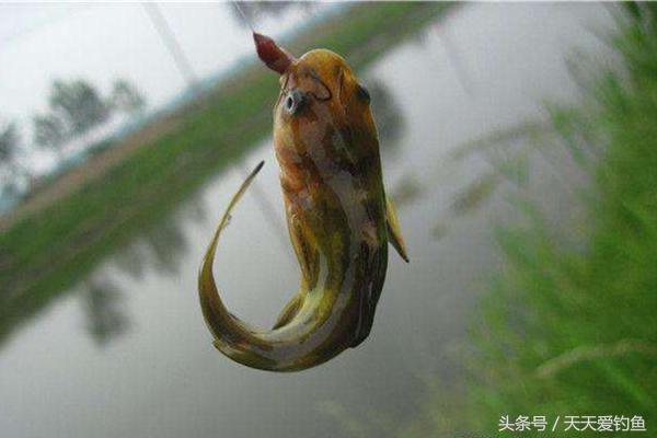 红虫蚯蚓颗粒散炮开饵及挂钩方法,串钩钓黄辣丁蚯蚓挂钩的正确方法