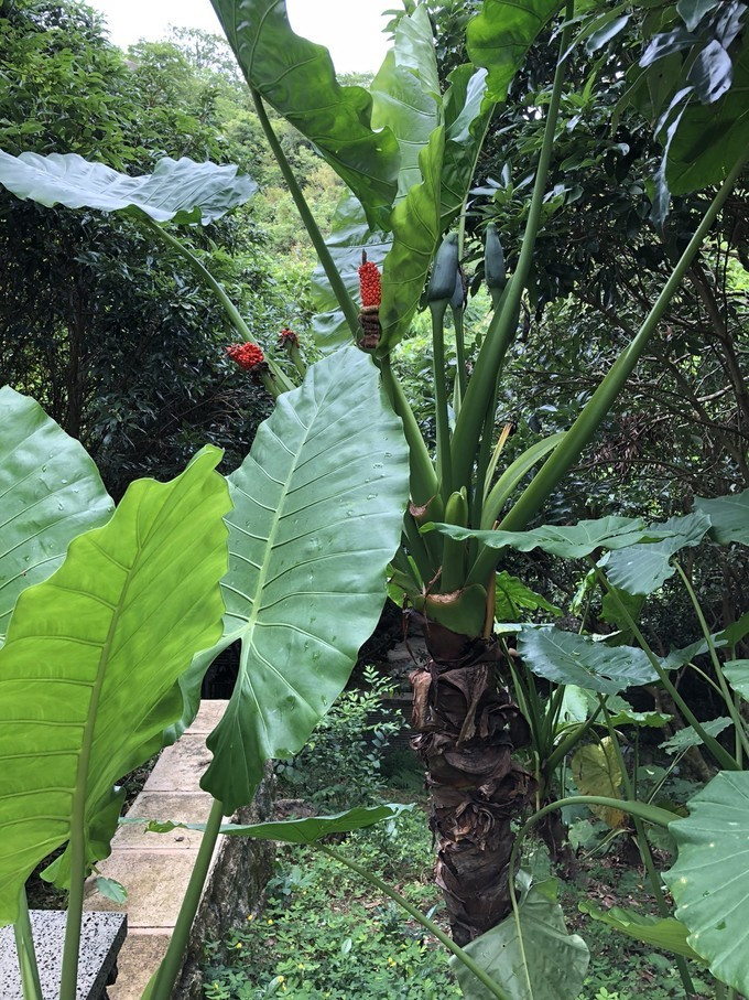 带你到三亚感受不一样的美食美景,三亚之行怎能错过这些美食和美景