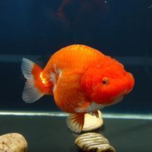 日本顶级金鱼品种,日本宇野兰寿金鱼