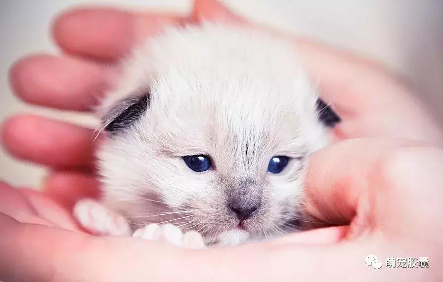 美丽优雅的仙女猫布偶猫,布偶猫仙女布偶