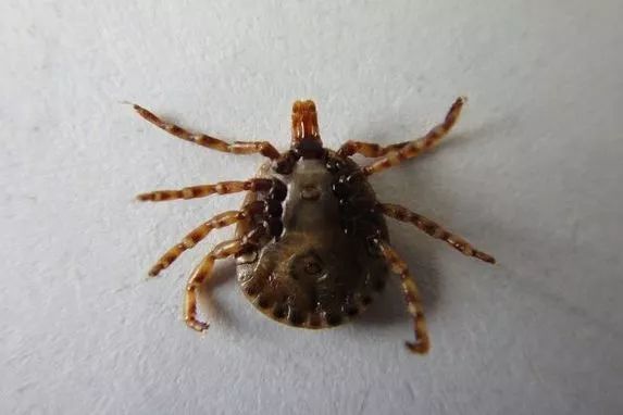 十几个月大的孩子因为它几乎毁容，夏天这两种虫要警惕……