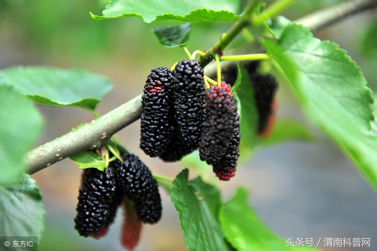 桑树全身是宝桑叶茶,为何说桑树全身都是宝