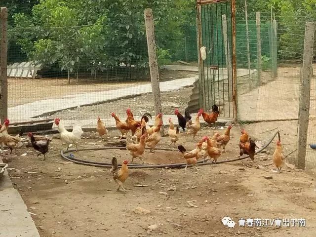 「青春扶贫示范项目」女大学生回乡创业带领乡亲致富——南江县远霖畜禽养殖专业合作社负责人蒋超群创业故事（第8期）