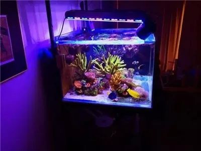 海缸降亚硝酸盐最快方法,硝酸盐中毒急救