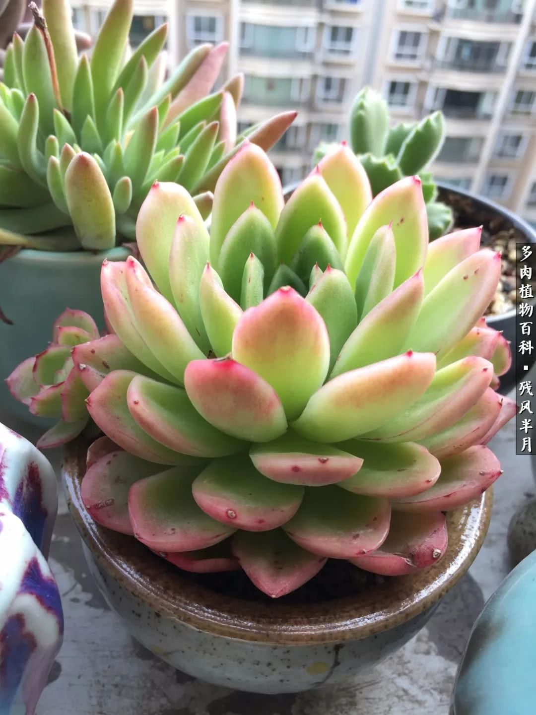 在多肉中治愈生活,养多肉生活中的快乐源泉