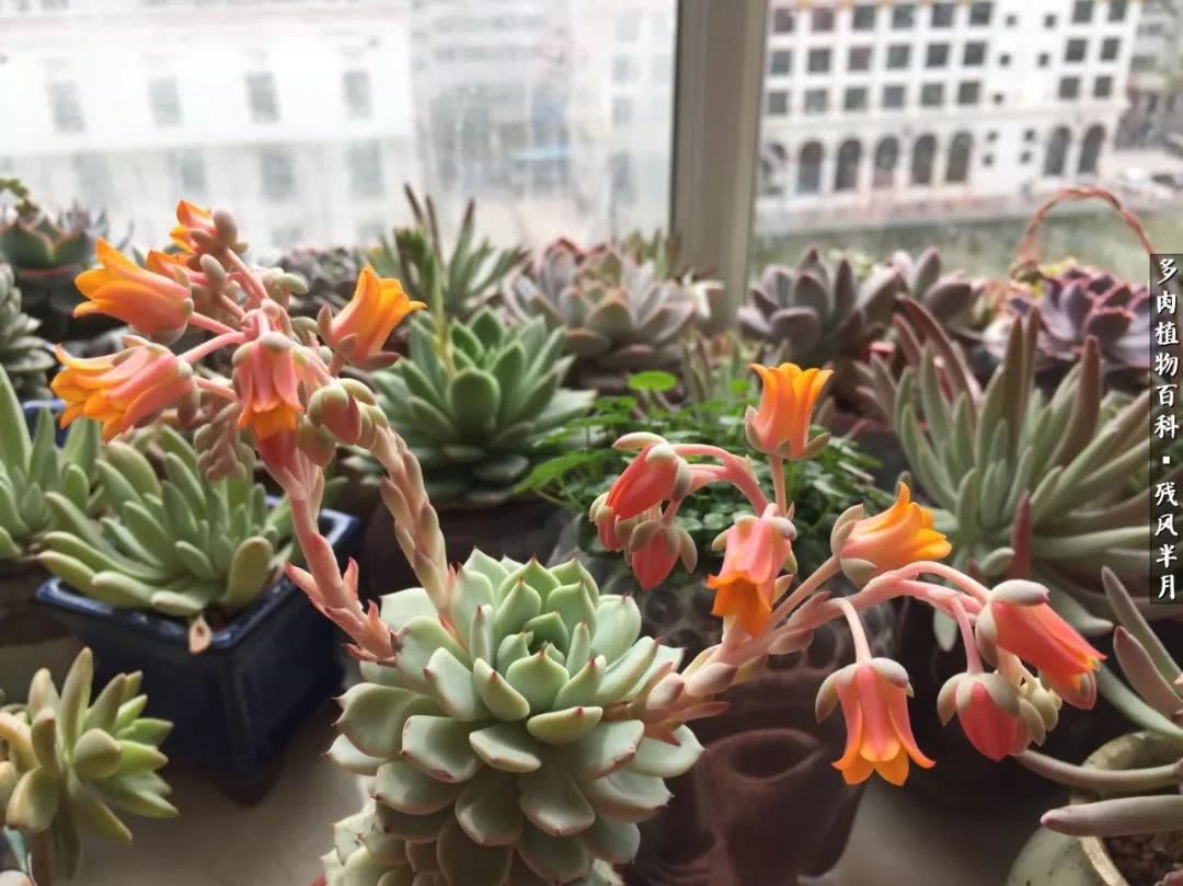在多肉中治愈生活,养多肉生活中的快乐源泉