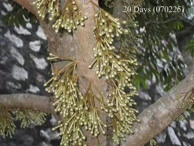 榴莲生长全过程,榴莲的生长全过程见证