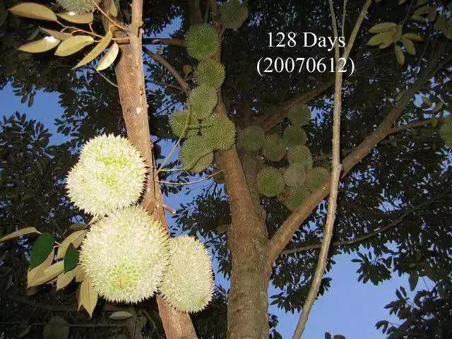 榴莲生长全过程,榴莲的生长全过程见证
