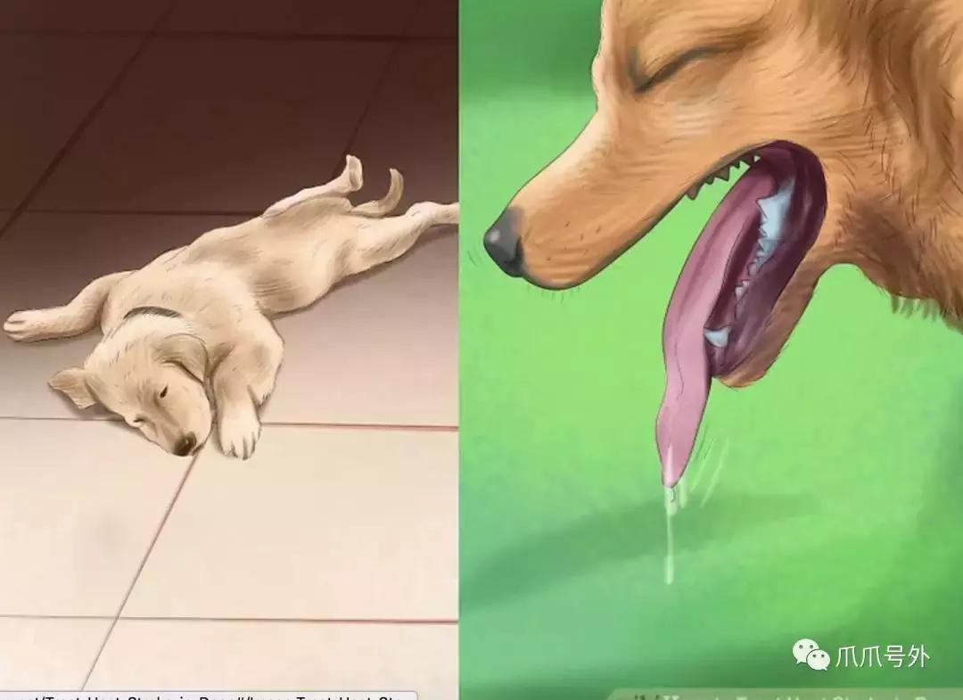 狗狗中暑该怎么拯救它,怎么看狗狗中暑