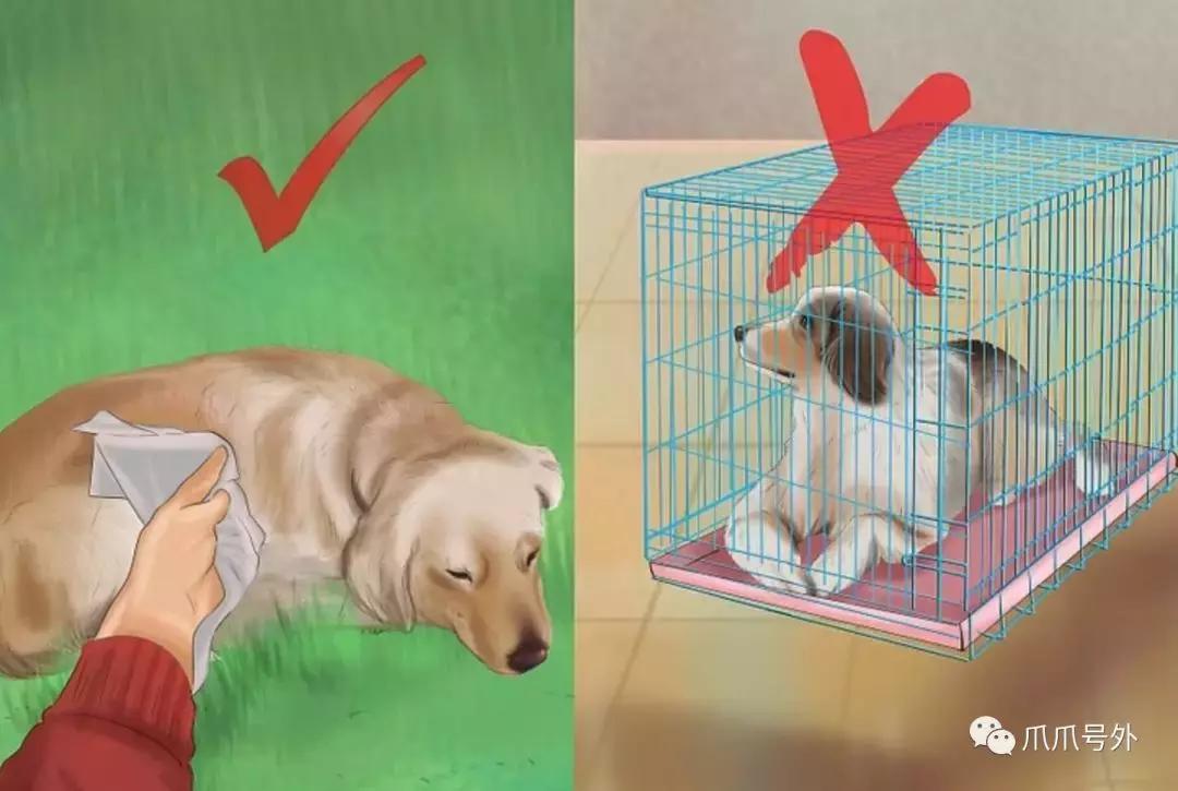 狗狗中暑怎么看,狗狗中暑宠物医院怎么处理