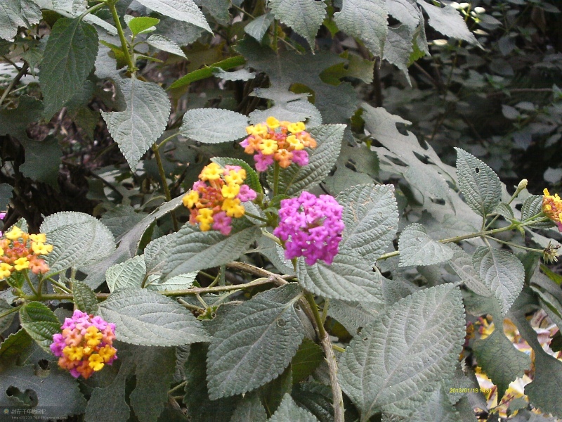 乌龟腐皮疥疮灵怎样用,乌龟治疗白眼腐甲