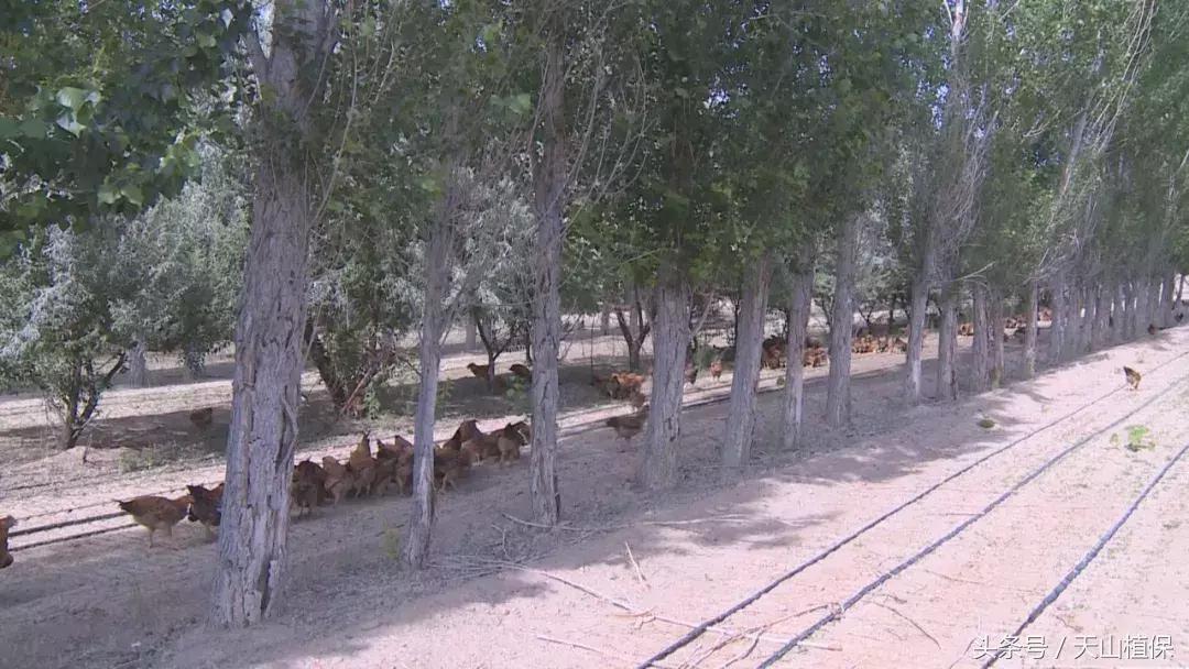 十师团场改革：富了职工活了企业