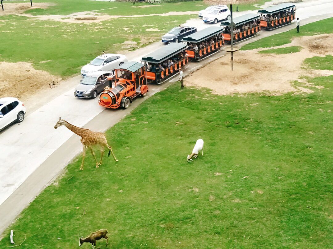 广州长隆野生动物世界旅游攻略,广州长隆野生动物王国攻略