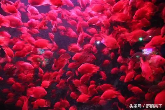 这个夏天去北京旅游好玩吗,夏天适合去的海底世界