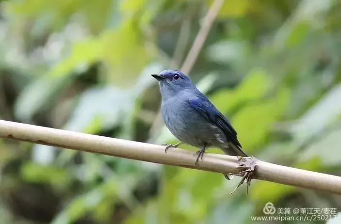 滇西拍鸟攻略,滇西观鸟的图片