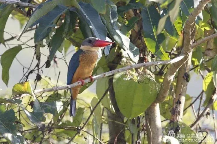 滇西拍鸟攻略,滇西观鸟的图片