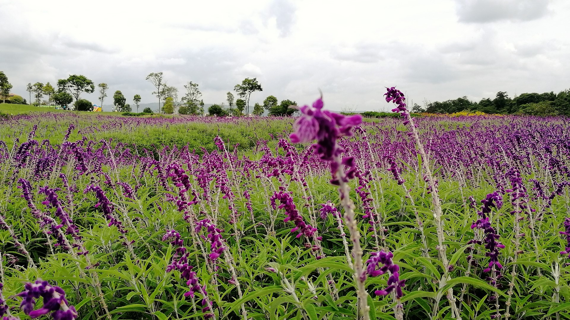 看花海，泡温泉，吃美食，周末就来这里！