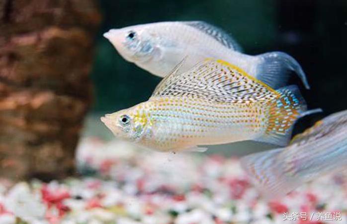 什么斗鱼和孔雀鱼可以一起养,孔雀鱼和斗鱼可以混养嘛