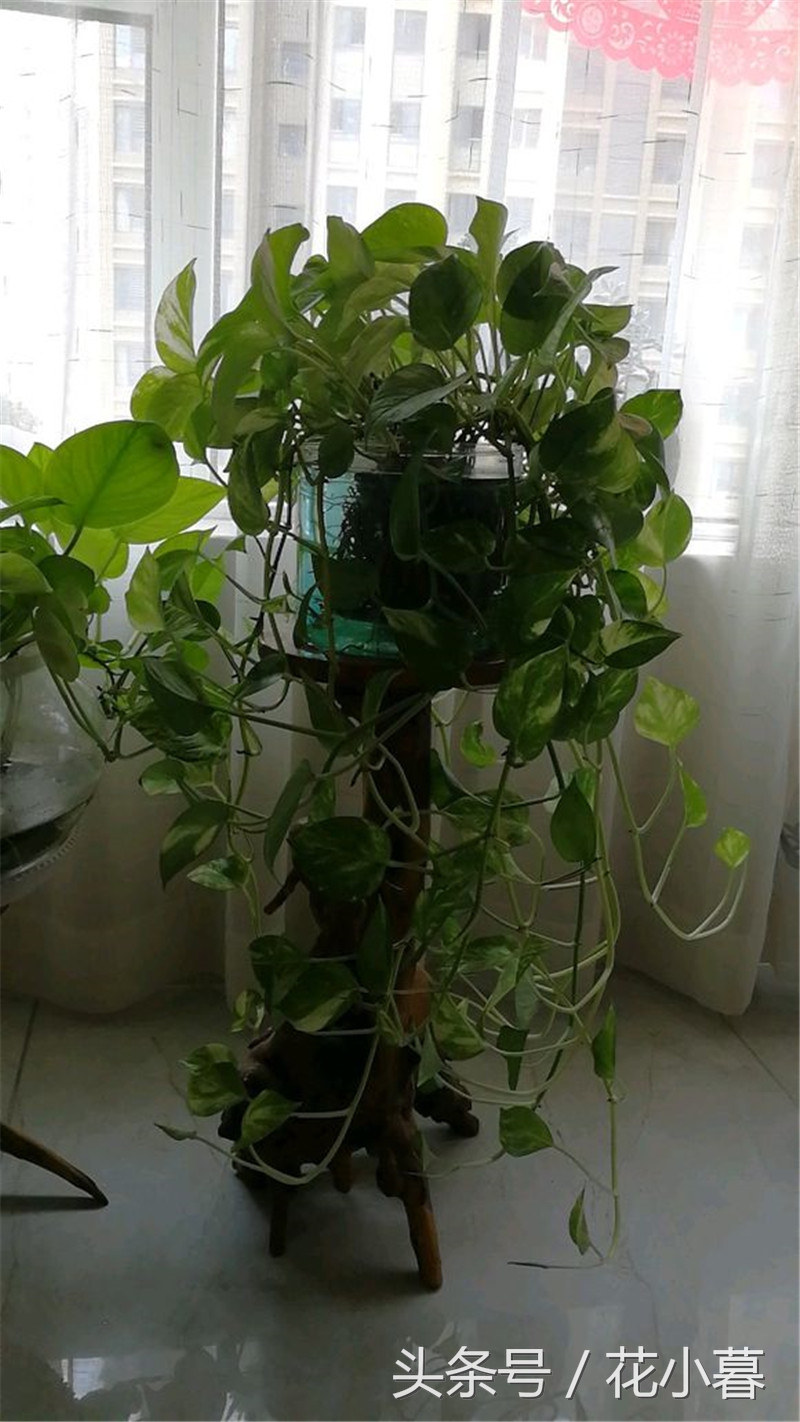 水培绿萝怎么养才能长得茂盛,水培绿萝怎样养才能长得茂盛