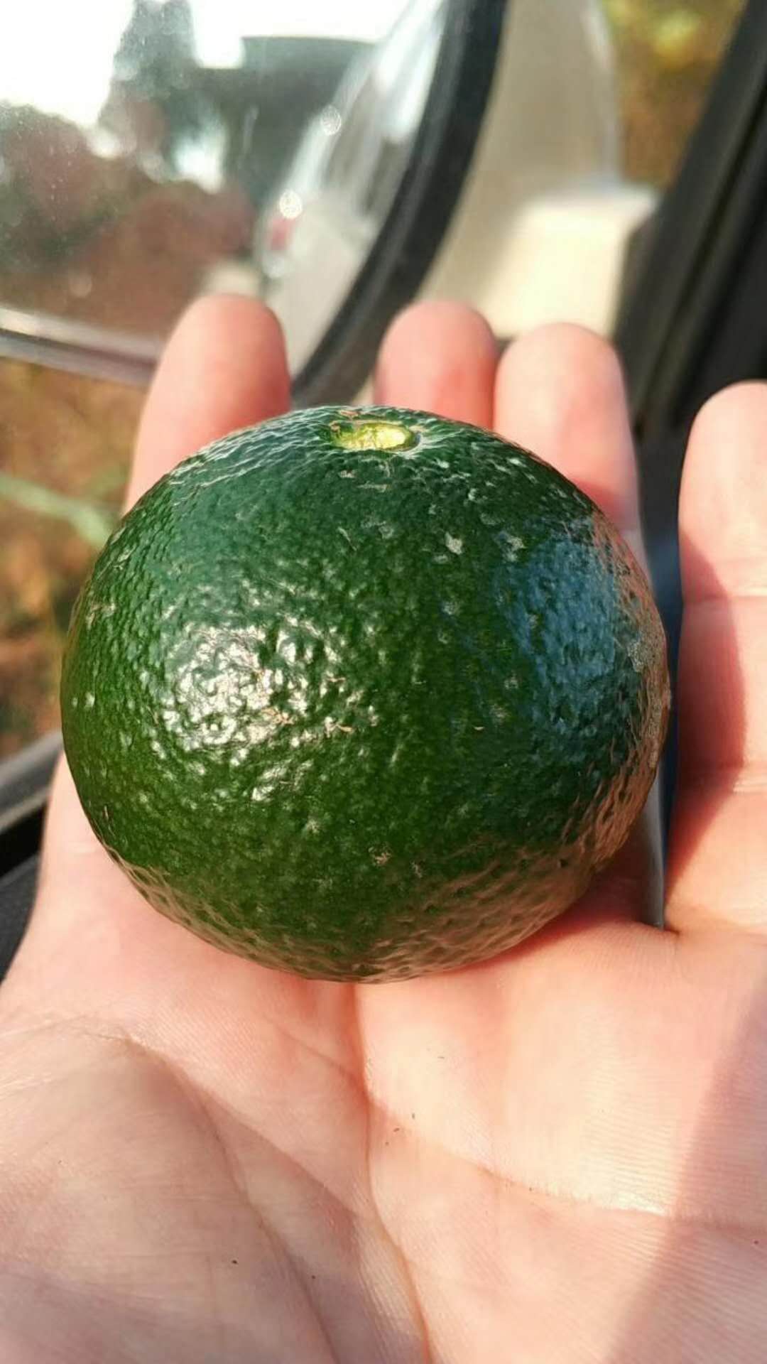 喝小青柑为啥恶心,小青柑的坏处